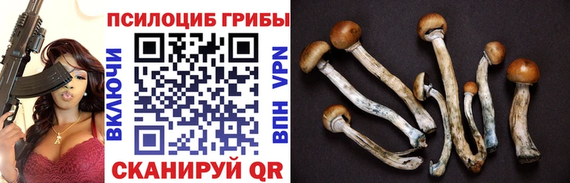 omg маркетплейс  купить закладку  Мещовск  Псилоцибиновые грибы Cubensis 